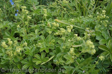 Alchemilla Saxatilis