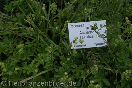 Alchemilla Saxatilis