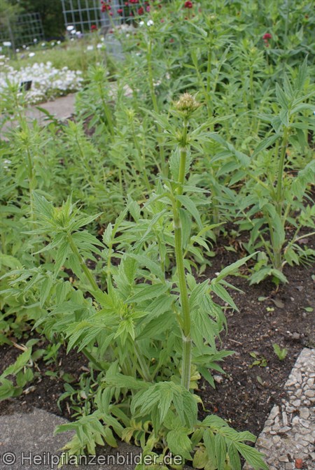 Baldrian-Valeriana-officinalis