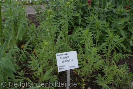 Baldrian-Valeriana-officinalis