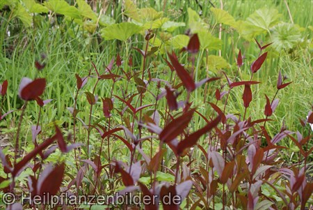 Penstemon Digitalis