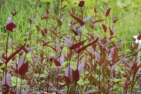 Penstemon Digitalis