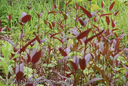 Penstemon Digitalis