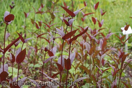 Penstemon Digitalis