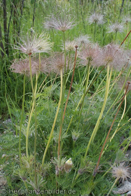 Pulsatilla Vulgaris