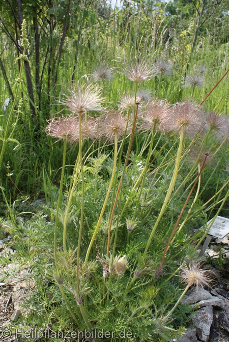 Pulsatilla Vulgaris