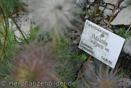 Pulsatilla Vulgaris