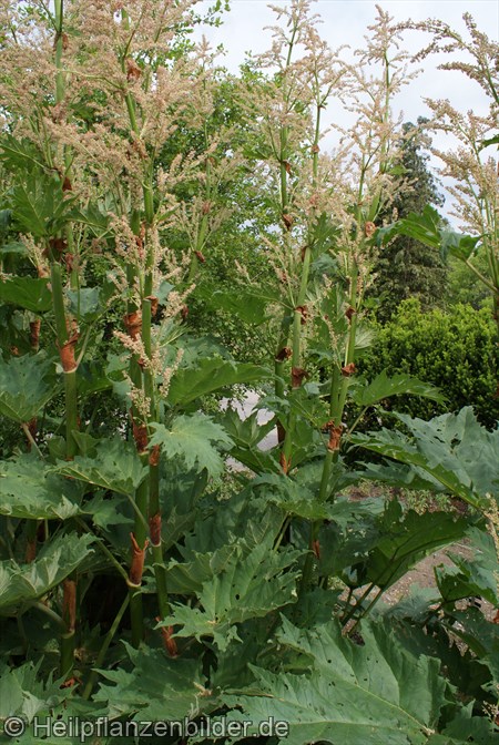 Ricinus Communis