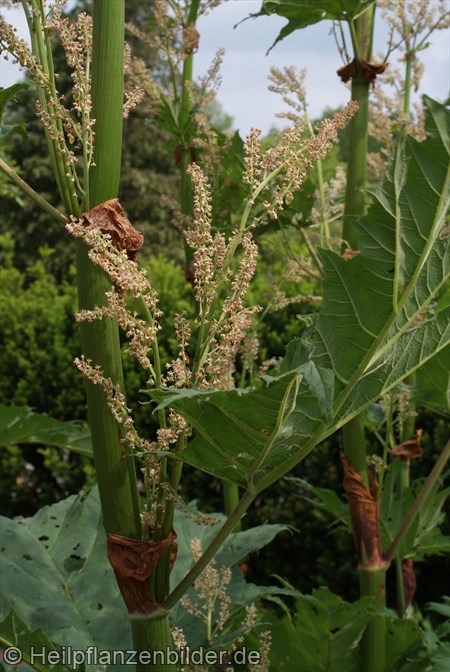 Ricinus Communis