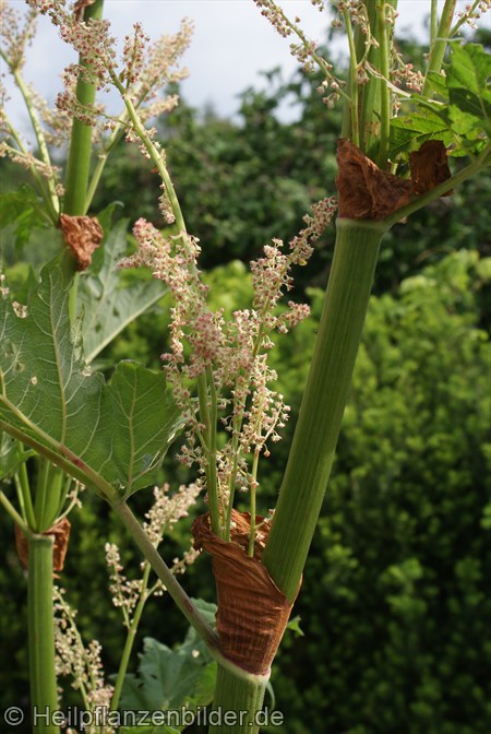 Ricinus Communis