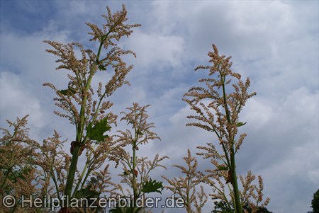 Ricinus Communis