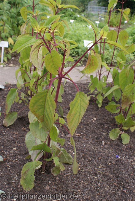 Salvia Involucrata