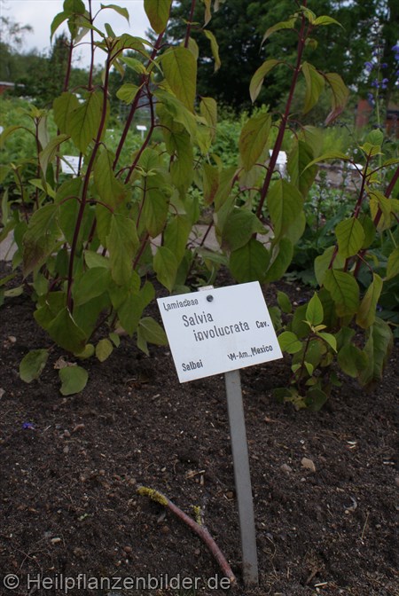 Salvia Involucrata