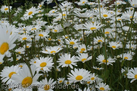 Wiesen Margerite