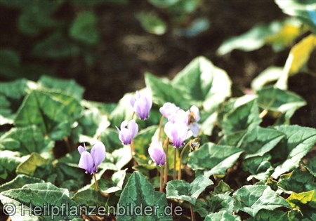 Alpenveilchen