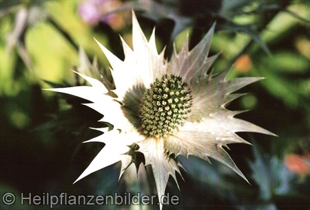 Distel