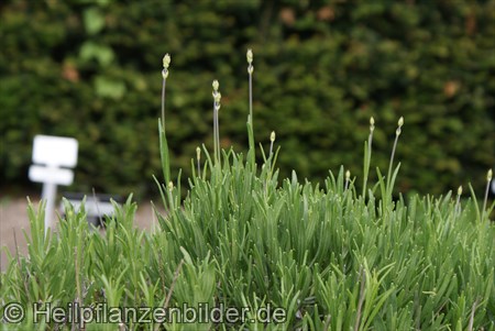 Echter Lavendel