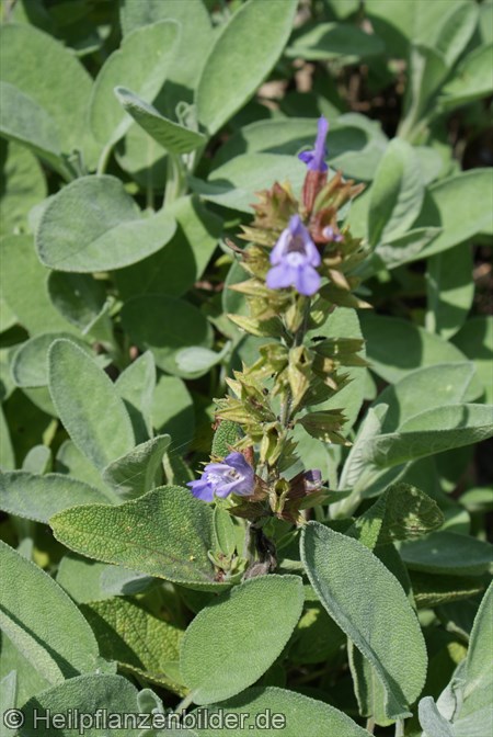 Echter Salbei Blüte