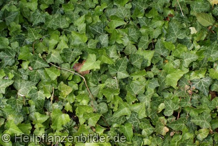 Efeu Hedera Helix