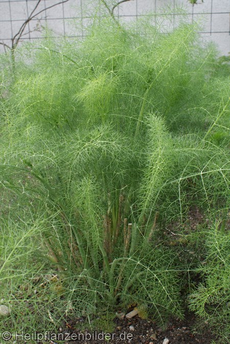 Fenchel