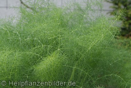 Fenchel