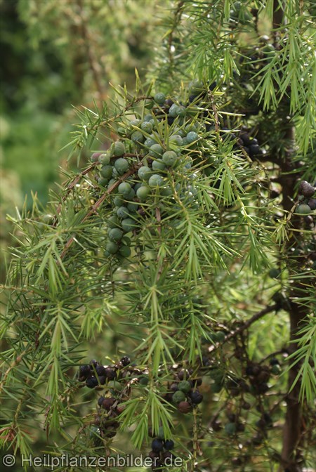 Gemeine Wacholderbeeren