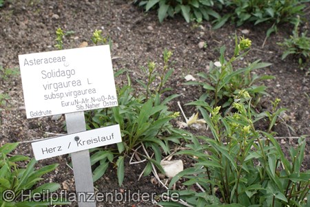 Goldrute Solidago Virgaurea