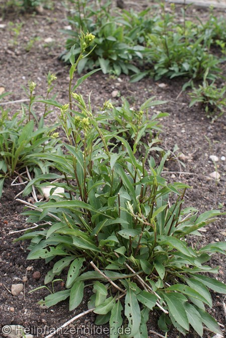 Goldrute Solidago Virgaurea