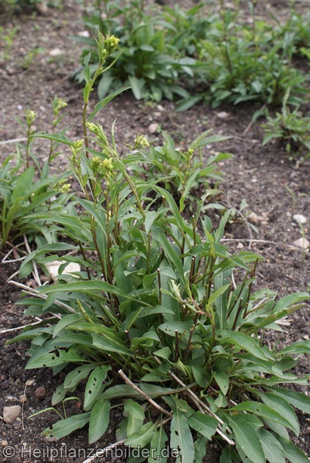 Goldrute Solidago Virgaurea