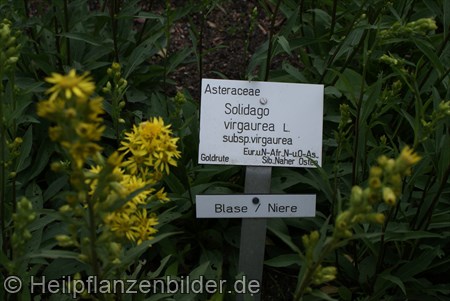 Goldrute Solidago Virgaurea