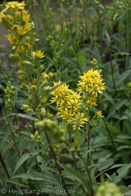 Goldrute Solidago Virgaurea