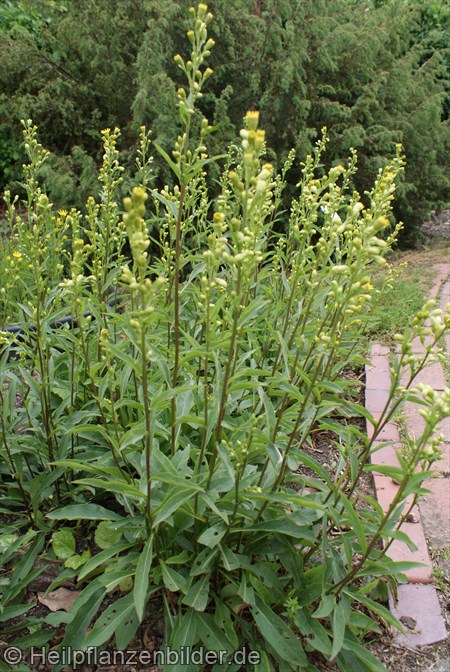 Goldrute Solidago Virgaurea