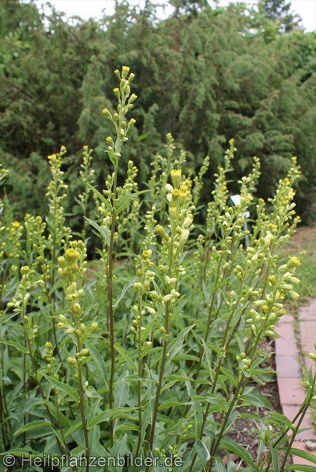 Goldrute Solidago Virgaurea