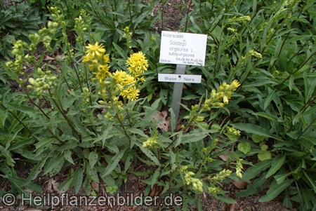 Goldrute Solidago Virgaurea