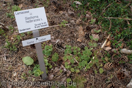 Gundermann
