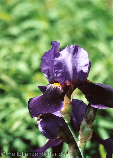 Iris