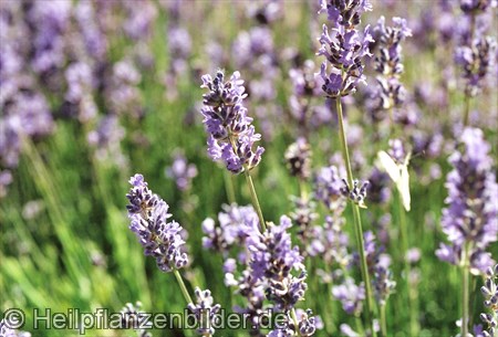 Lavendel