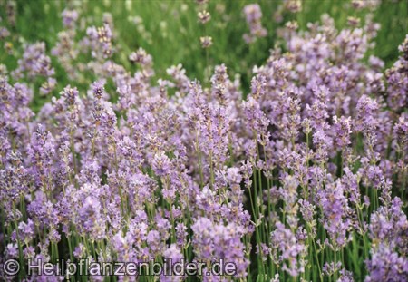 Lavendel