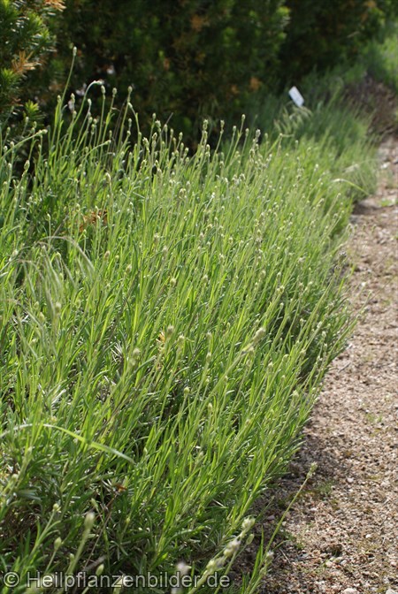 Lavendula Angustifolia