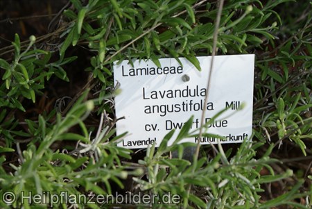 Lavendula Angustifolia