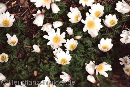 Leberblümchen