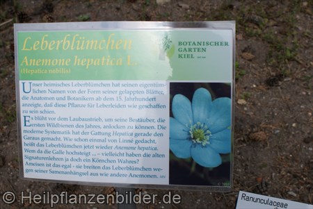 Leberblümchen