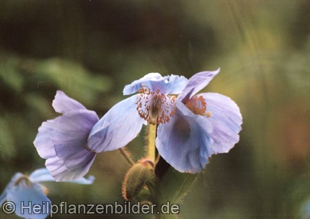 Mohn