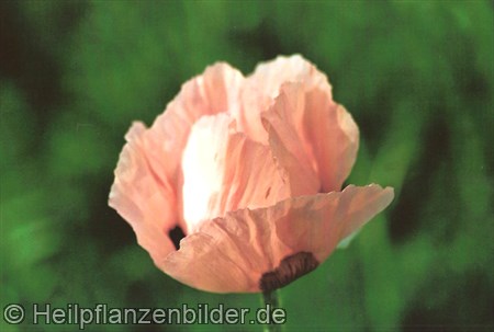 Mohn