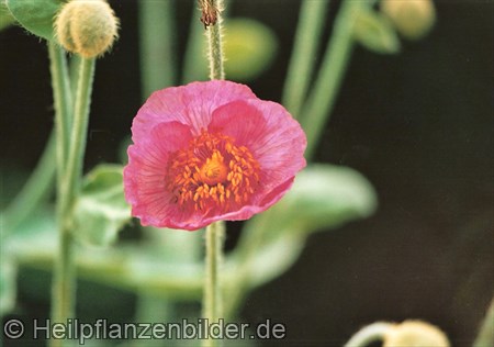 Mohn