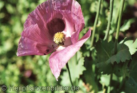 Mohn