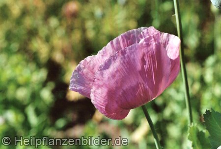 Mohn