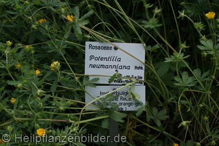 Potentilla Neumanniana