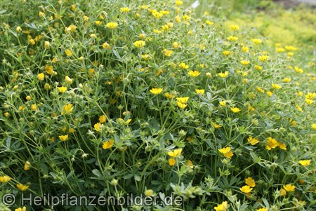 Potentilla Neumanniana