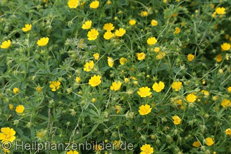 Potentilla Neumanniana